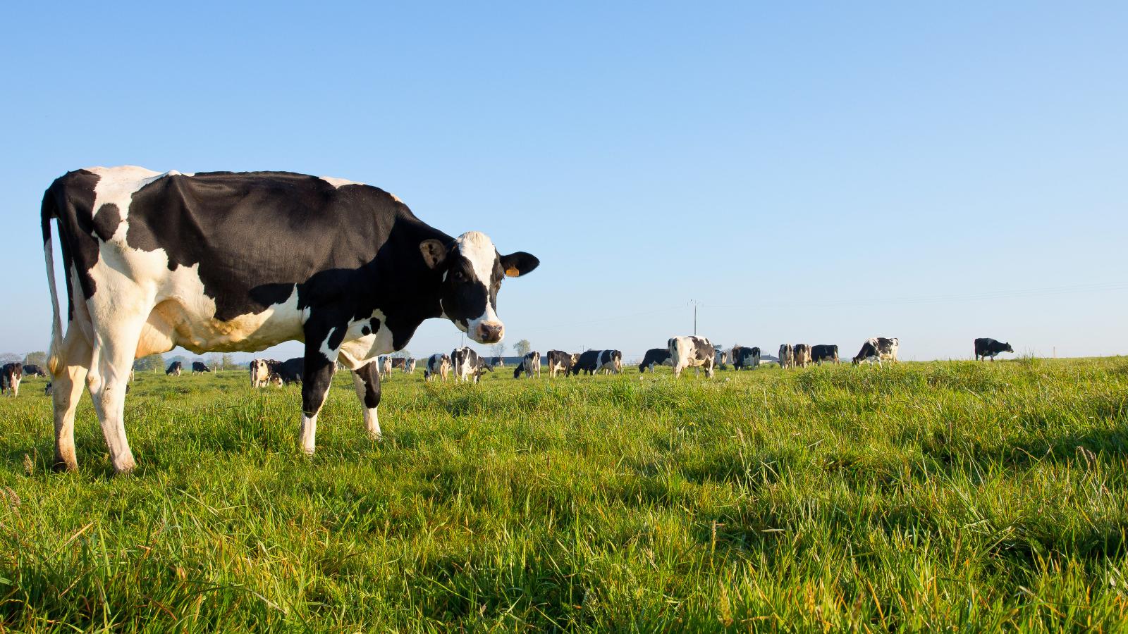vache